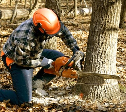 Tree Removal in Montegut, LA